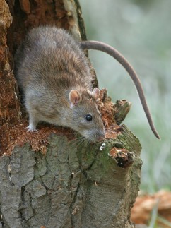 Brown Rat (Rattus norvegicus)